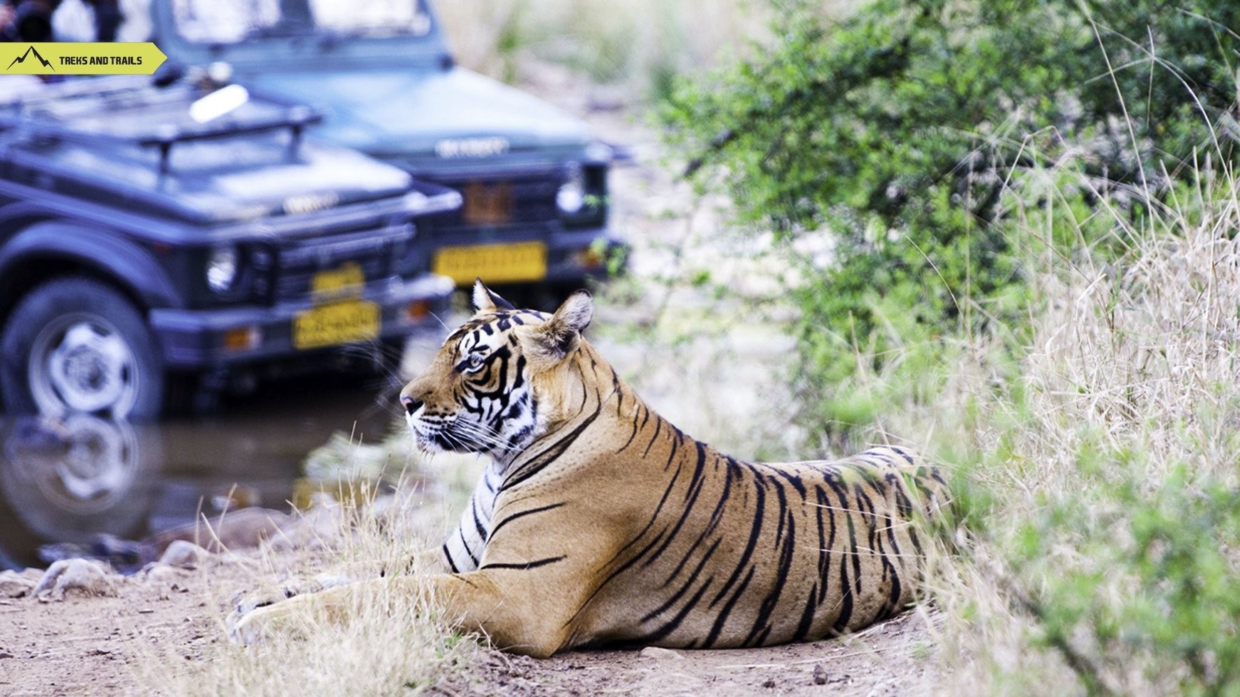 Ranthambore Tiger Safari