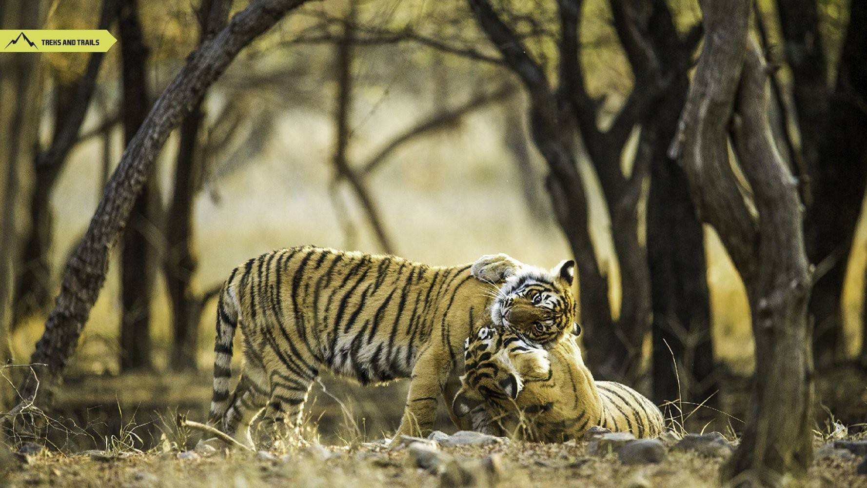 Ranthambore Tiger Safari